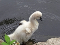 Cygnets