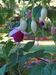 Fuchsias