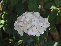 Hydrangeas