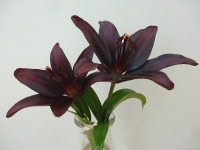 Lilies