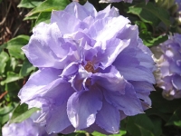 Clematis